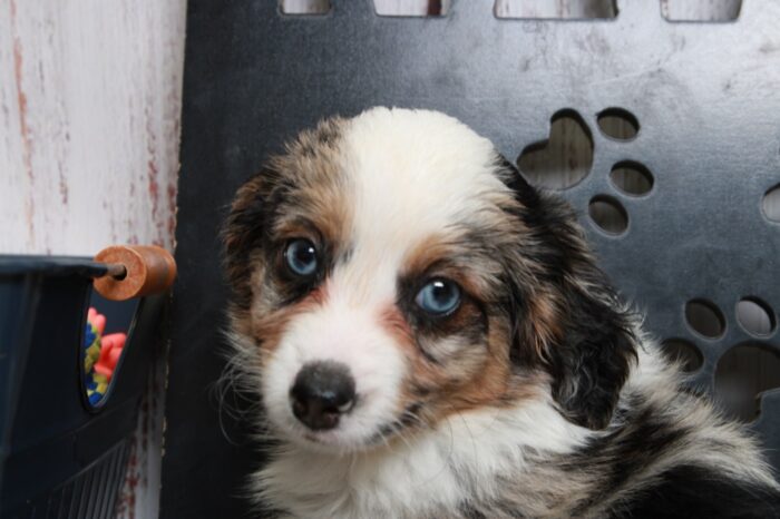 Greta - Captivating Female Blue Merle Mini AussiePoo Puppy - Image 5