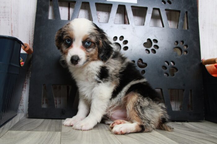 Greta - Captivating Female Blue Merle Mini AussiePoo Puppy - Image 4