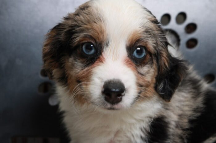 Greta - Captivating Female Blue Merle Mini AussiePoo Puppy - Image 3