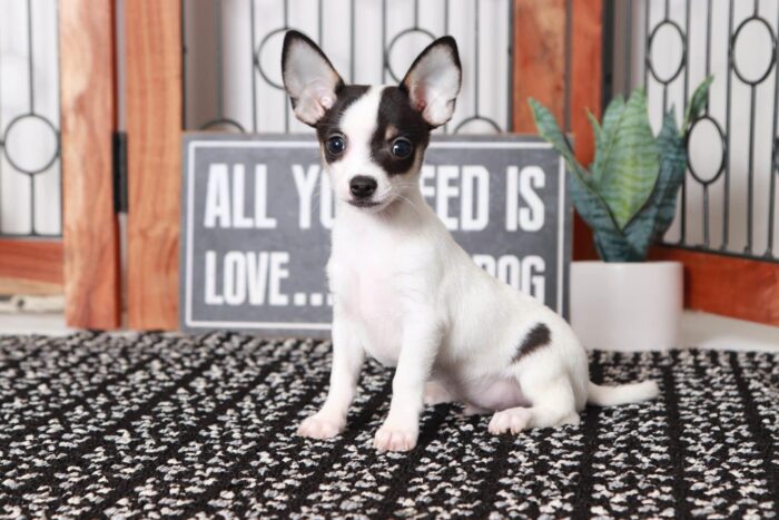 Grey- Awesome Male TOY ICA Short-Haired Chihuahua Puppy