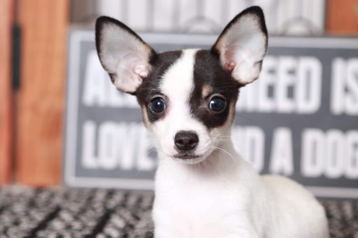 Grey- Awesome Male TOY ICA Short-Haired Chihuahua Puppy - Image 2