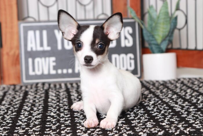 Grey- Awesome Male TOY ICA Short-Haired Chihuahua Puppy - Image 4