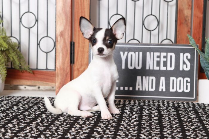 Grey- Awesome Male TOY ICA Short-Haired Chihuahua Puppy - Image 3