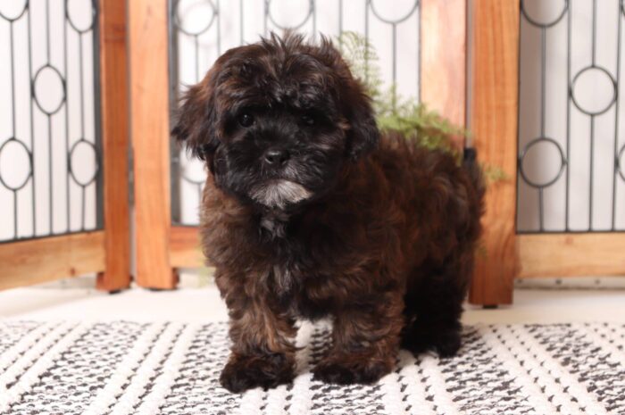 Griffin- Gentle Male Shih-poo Puppy
