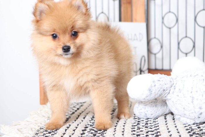 Griffin - Stunning Male Pomeranian Puppy - Image 2