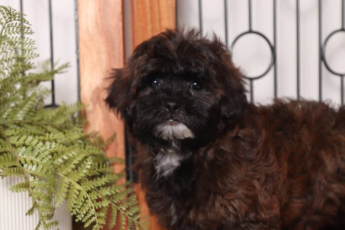 Griffin- Gentle Male Shih-poo Puppy - Image 2