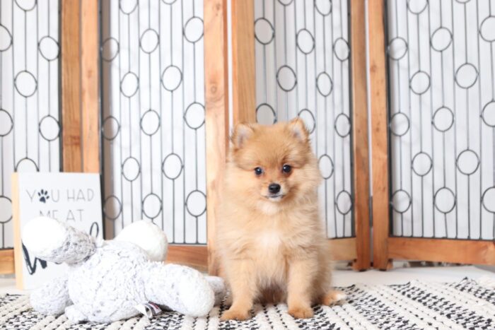 Griffin - Stunning Male Pomeranian Puppy - Image 3