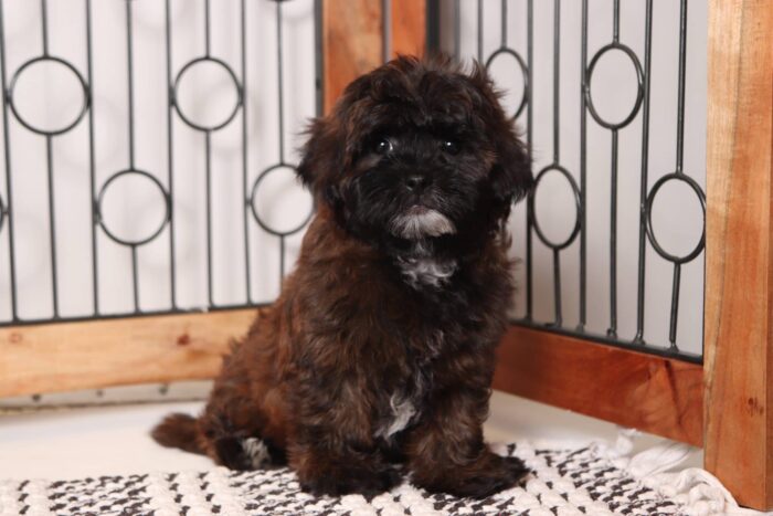 Griffin- Gentle Male Shih-poo Puppy - Image 3