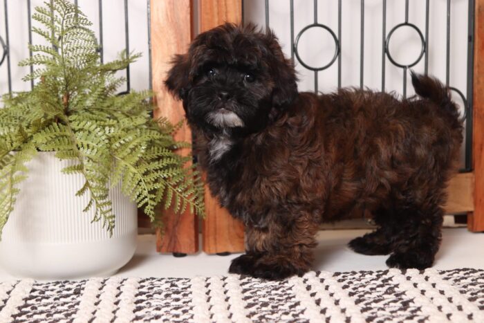 Griffin- Gentle Male Shih-poo Puppy - Image 4