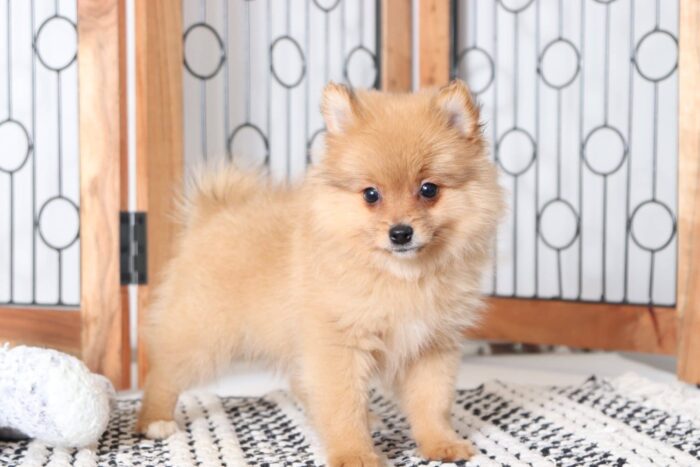 Griffin - Stunning Male Pomeranian Puppy - Image 4