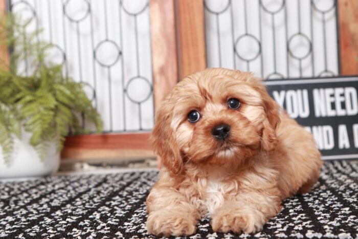 Gunner- Exceptional Little Red Male Cavapoo Puppy