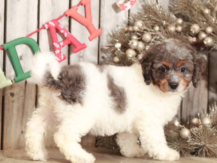 Gypsy - Darling Mini Bernedoodle - Image 3