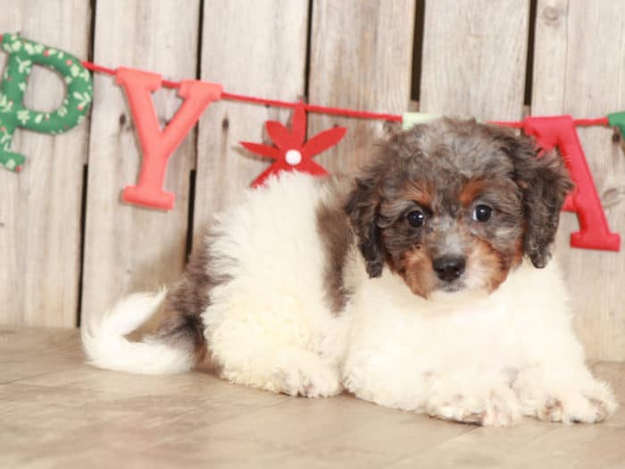Gypsy - Darling Mini Bernedoodle - Image 4