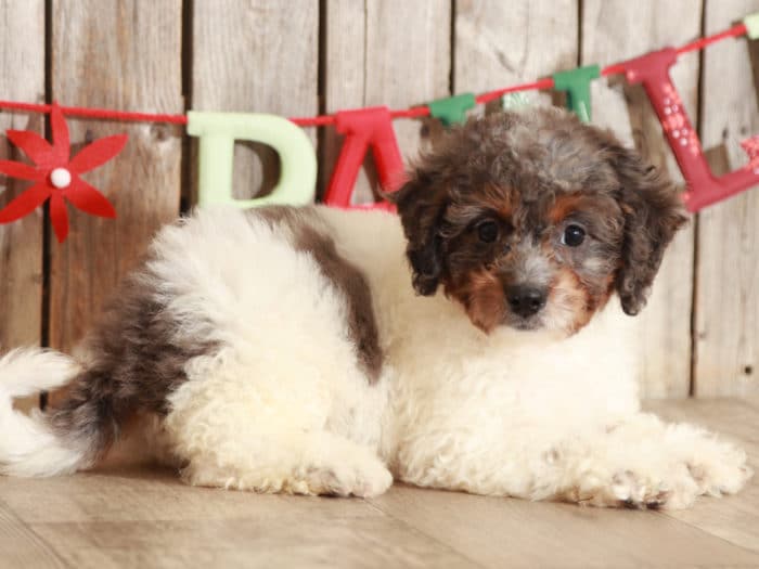 Gypsy - Darling Mini Bernedoodle - Image 5