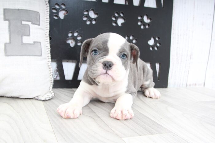 Haiti- Stunning Female Mini Old English Bulldog Puppy