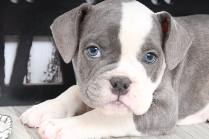 Haiti- Stunning Female Mini Old English Bulldog Puppy - Image 2