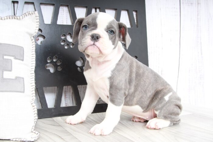 Haiti- Stunning Female Mini Old English Bulldog Puppy - Image 4