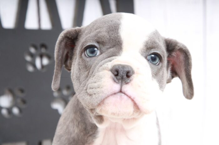 Haiti- Stunning Female Mini Old English Bulldog Puppy - Image 3