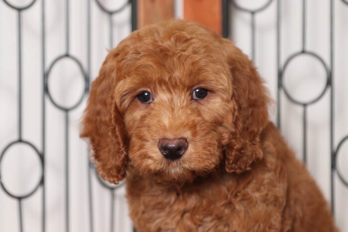 Hamilton- Sweet Male F1B Mini Goldendoodle - Image 2