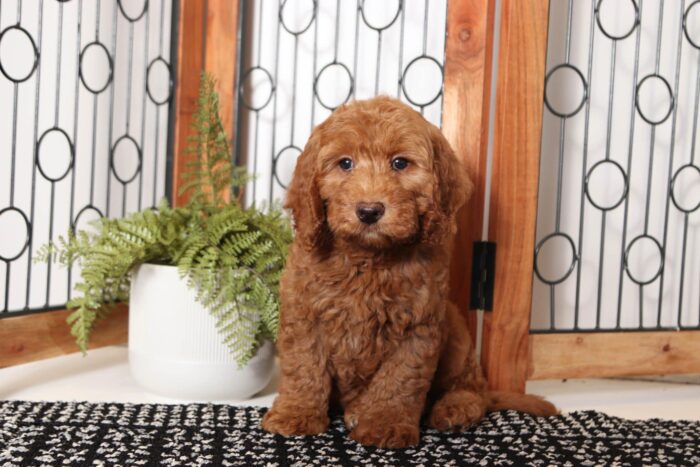 Hamilton- Sweet Male F1B Mini Goldendoodle - Image 3