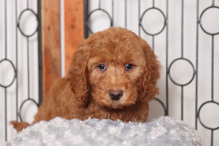 Hamilton- Sweet Male F1B Mini Goldendoodle - Image 4