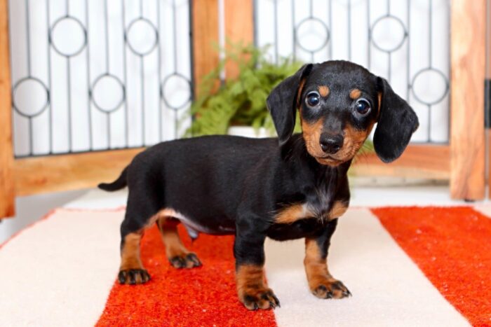 Hank - Little ACA Black and Tan Short-Haired Male Mini Dachshund Puppy