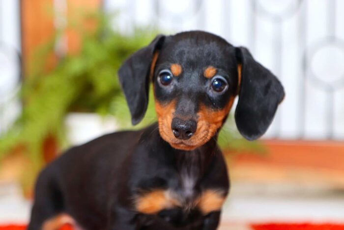 Hank - Little ACA Black and Tan Short-Haired Male Mini Dachshund Puppy - Image 2