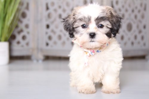 Teddy Bear Shichon