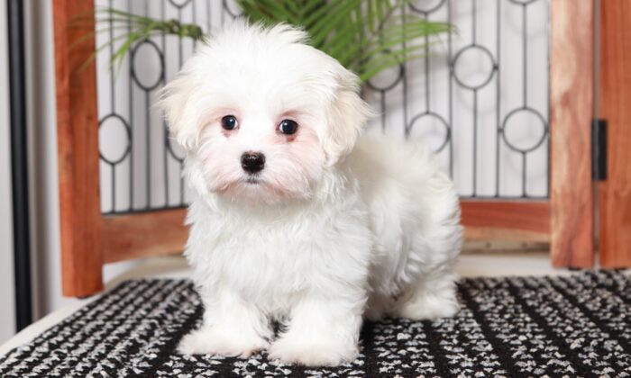 Harley - Sweet Little ACA Male Maltese Puppy