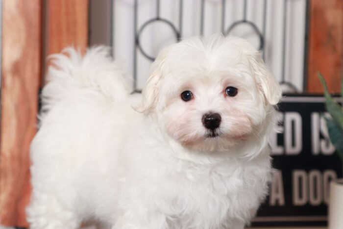 Harley- Handsome Little ACA Male Maltese Puppy