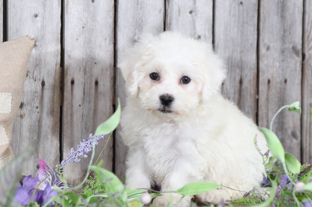 Harley- Dapper Bichon Puppy