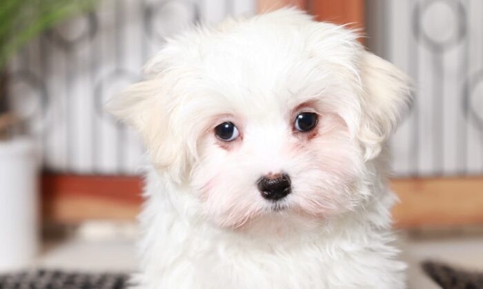 Harley - Sweet Little ACA Male Maltese Puppy - Image 2