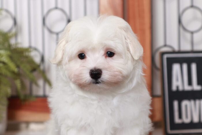 Harley- Handsome Little ACA Male Maltese Puppy - Image 2
