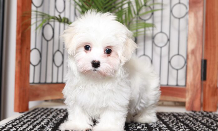 Harley - Sweet Little ACA Male Maltese Puppy - Image 3