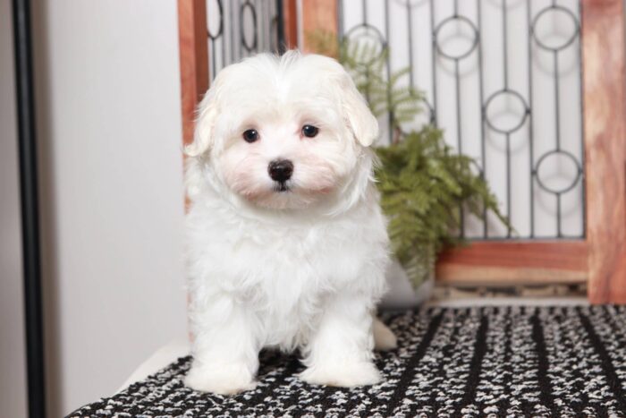Harley- Handsome Little ACA Male Maltese Puppy - Image 3