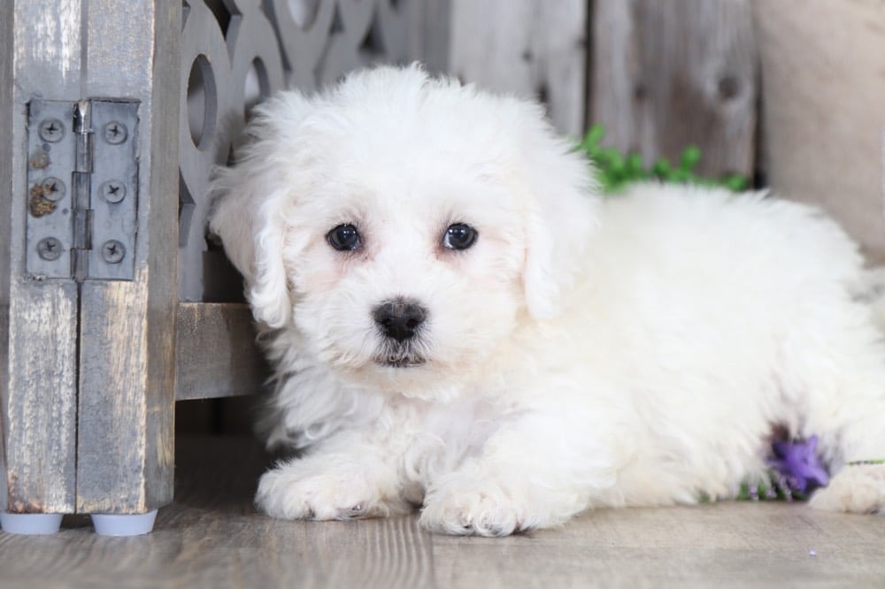 Harley- Dapper Bichon Puppy - Image 3