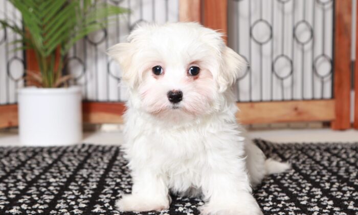 Harley - Sweet Little ACA Male Maltese Puppy - Image 4