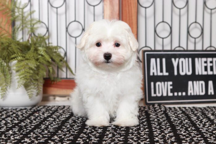 Harley- Handsome Little ACA Male Maltese Puppy - Image 4
