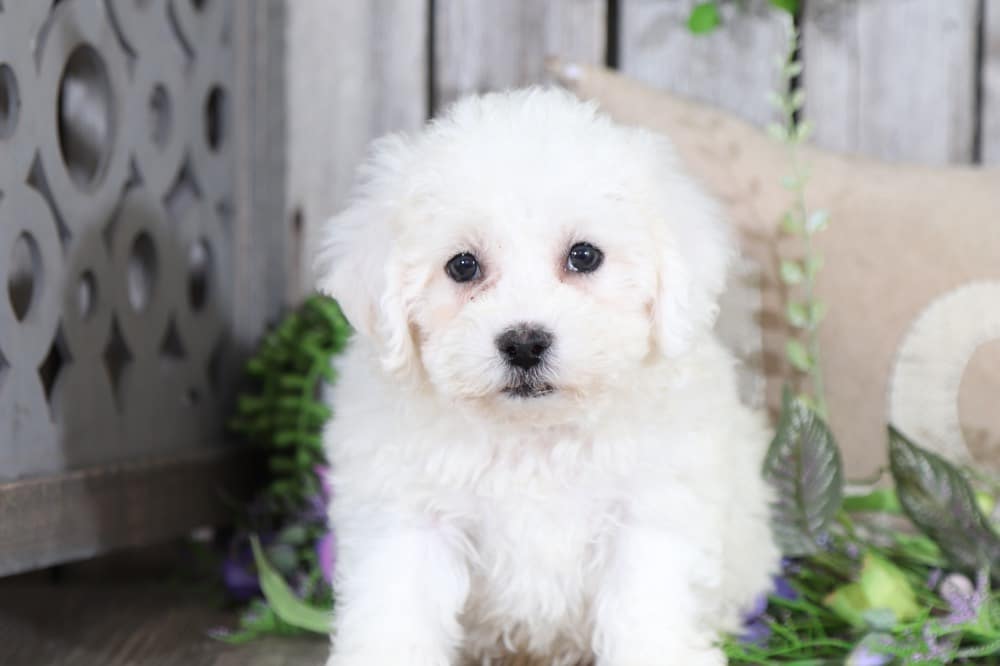 Harley- Dapper Bichon Puppy - Image 4