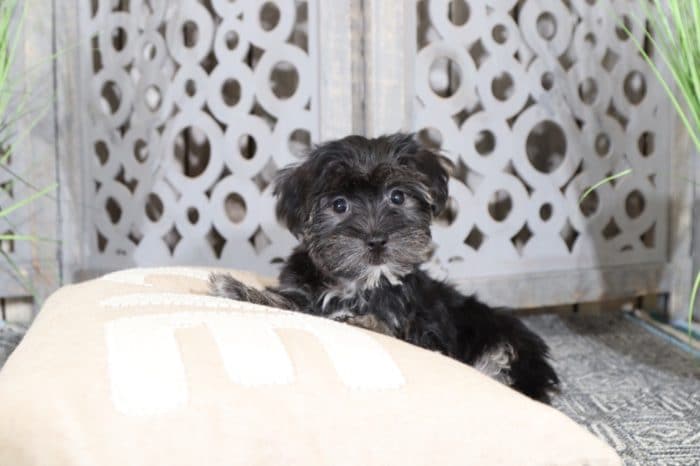 Harper - Sweet Little Female Havapoo Puppy