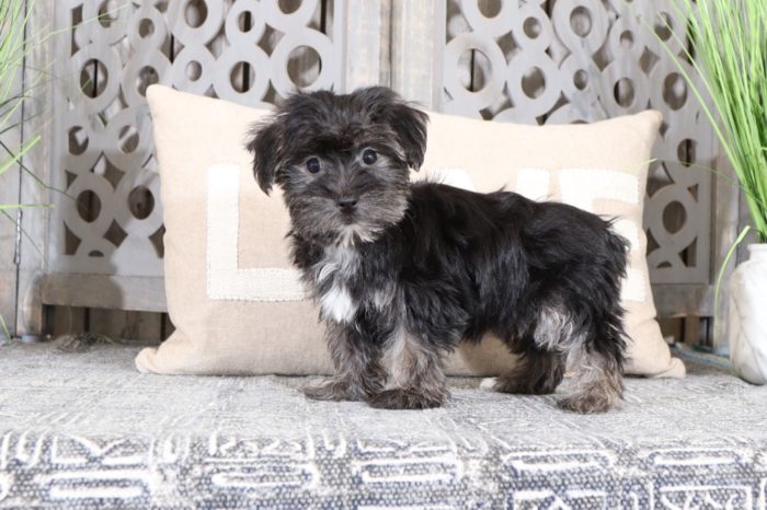 Harper - Sweet Little Female Havapoo Puppy - Image 2