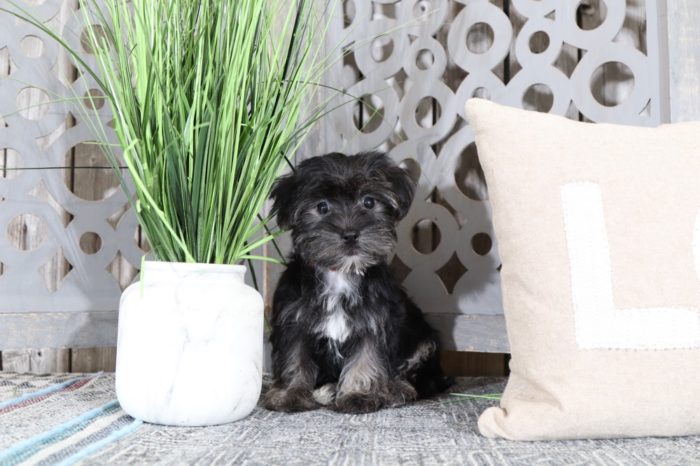 Harper - Sweet Little Female Havapoo Puppy - Image 3