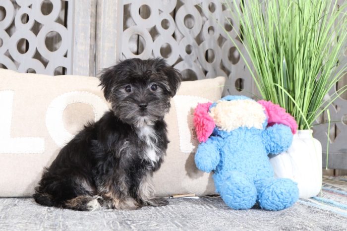 Harper - Sweet Little Female Havapoo Puppy - Image 4