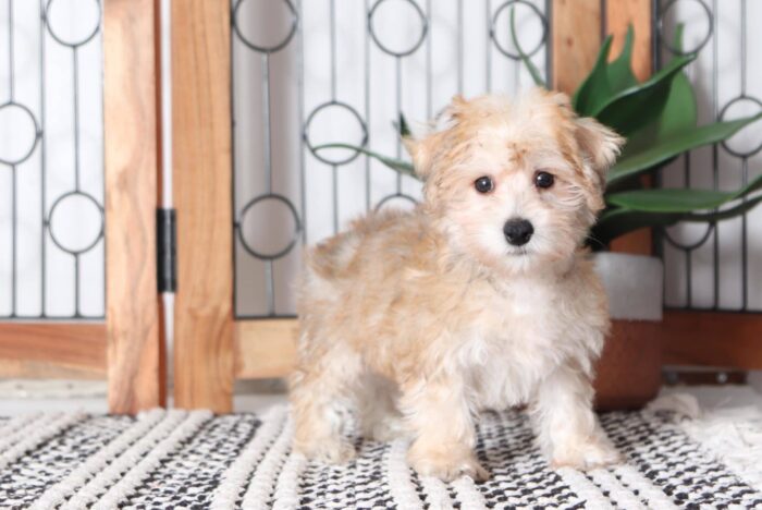 Harris - Adorable Little Male Yochon Puppy