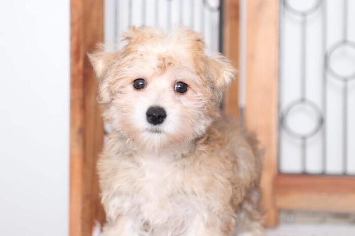 Harris - Adorable Little Male Yochon Puppy - Image 2