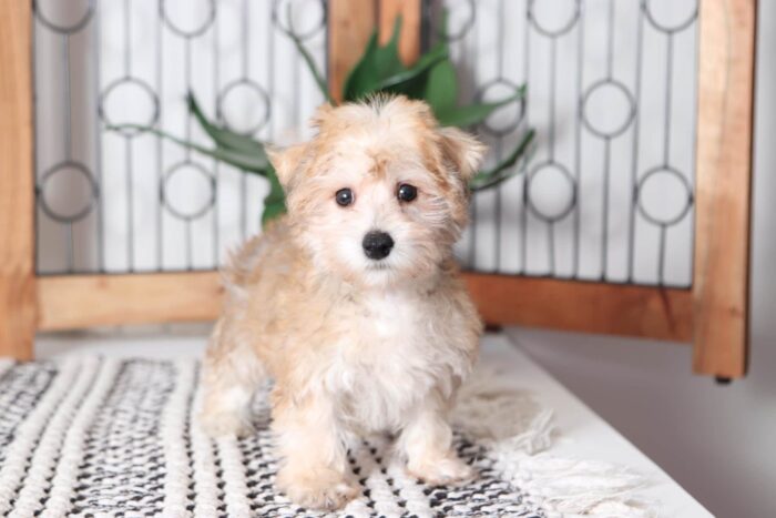 Harris - Adorable Little Male Yochon Puppy - Image 3
