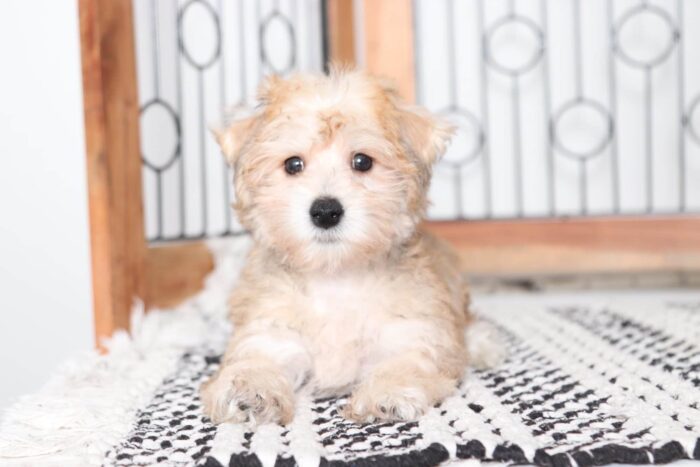 Harris - Adorable Little Male Yochon Puppy - Image 4