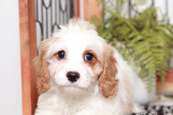 Hawk- Cuddly Little Blenheim Male Cavapoo Puppy - Image 2