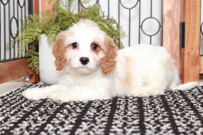 Hawk- Cuddly Little Blenheim Male Cavapoo Puppy - Image 3