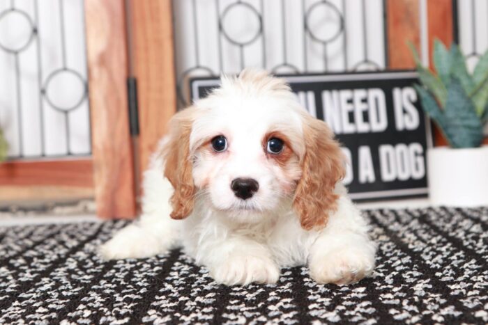 Hawk- Cuddly Little Blenheim Male Cavapoo Puppy - Image 4